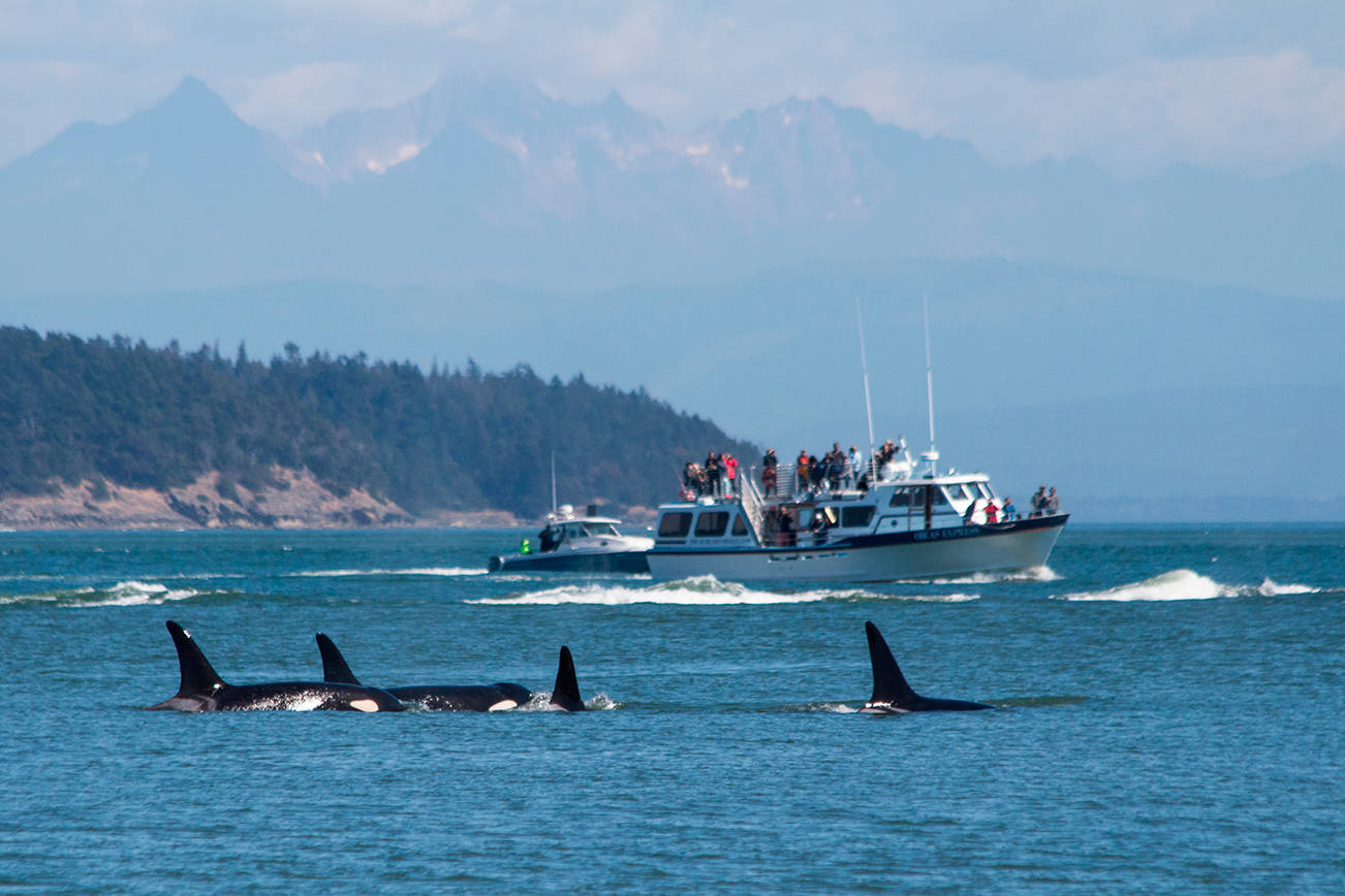 New York Times: ‘Orcas of the Pacific Northwest Are Starving and Disappearing’