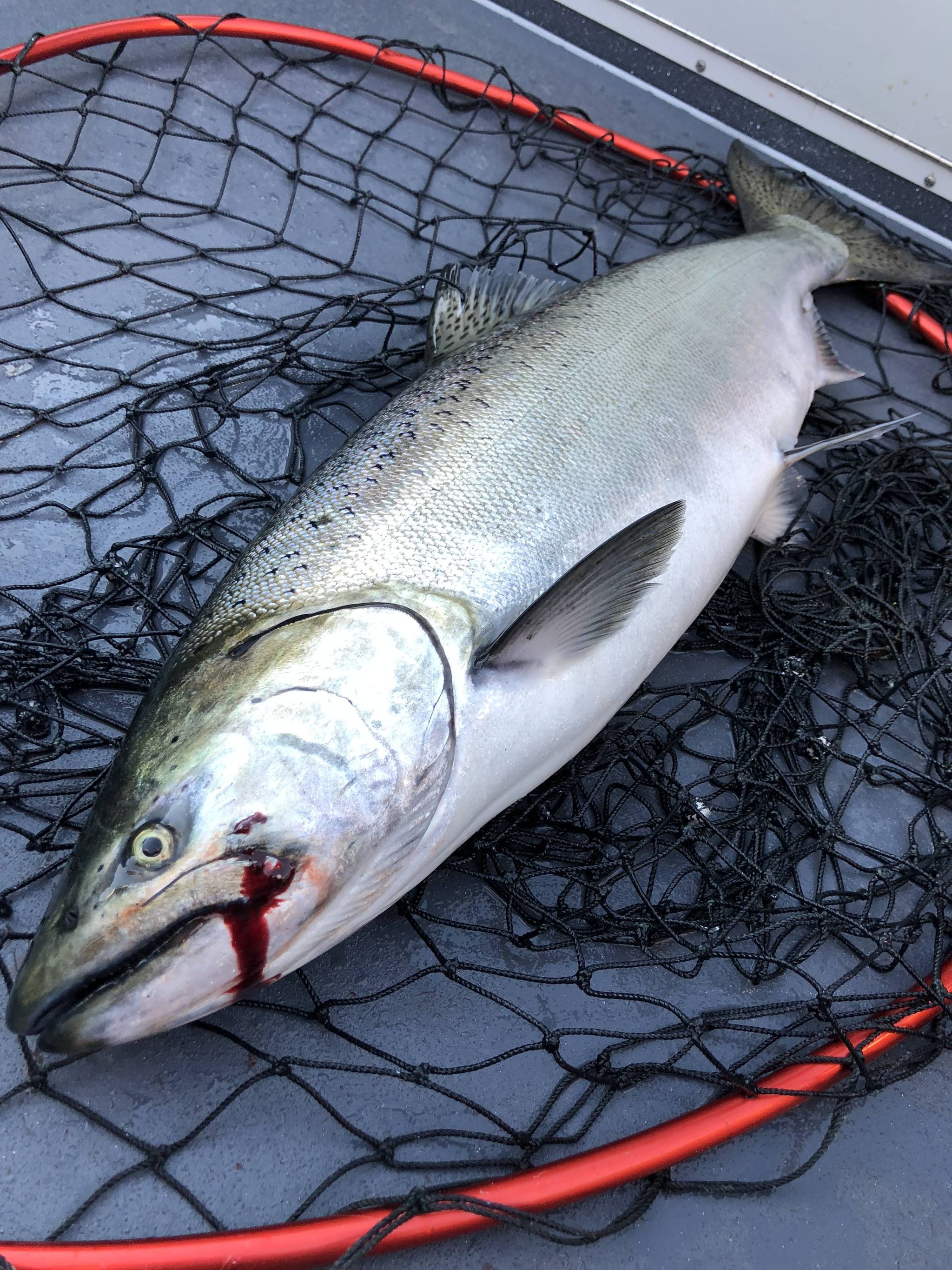 Save salmon gut contents for science