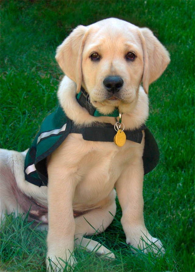 Be someone’s hero – raise a service dog puppy