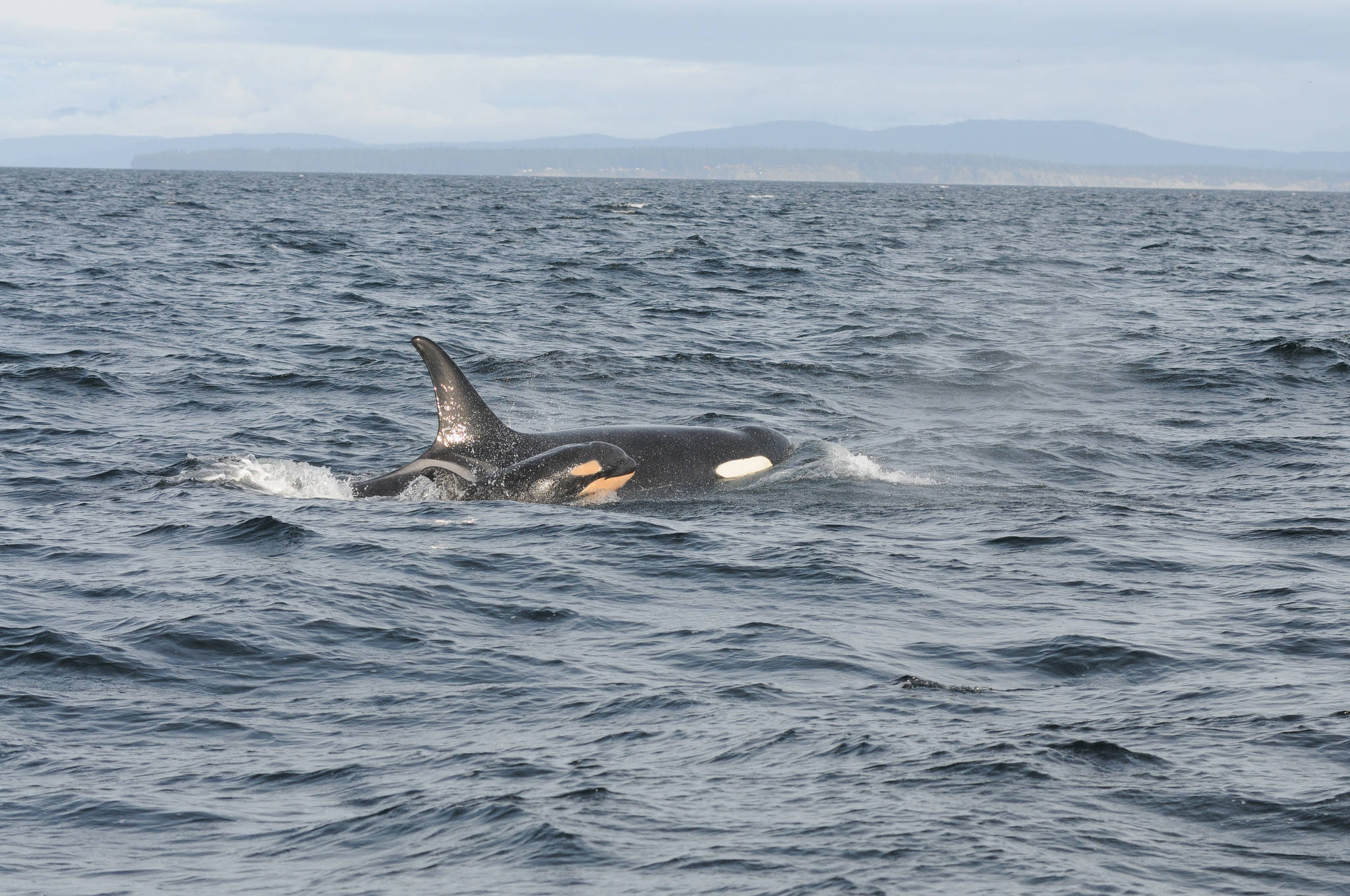 NOAA looks at ways to save J pod orca, who is near death