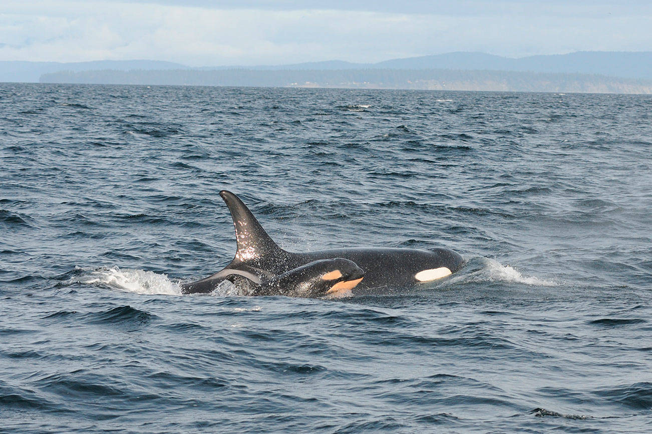 NOAA looks at ways to save J pod orca, who is near death