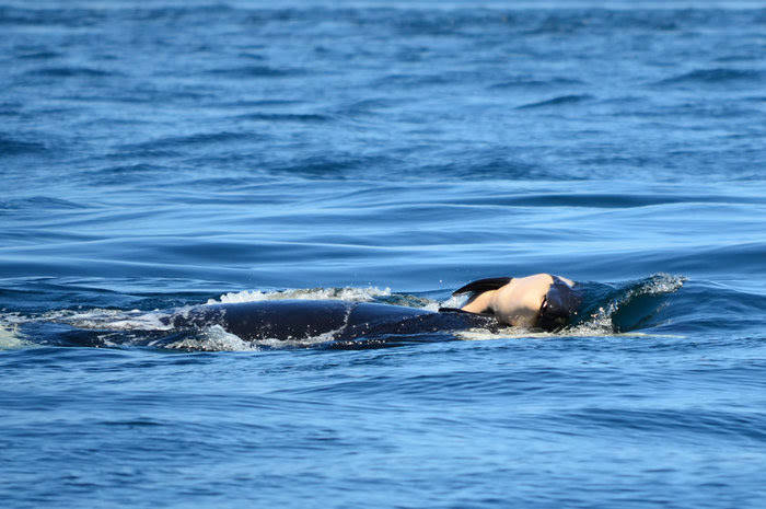 Michael Weiss, Center for Whale Research                                J35 pushing her dead calf.