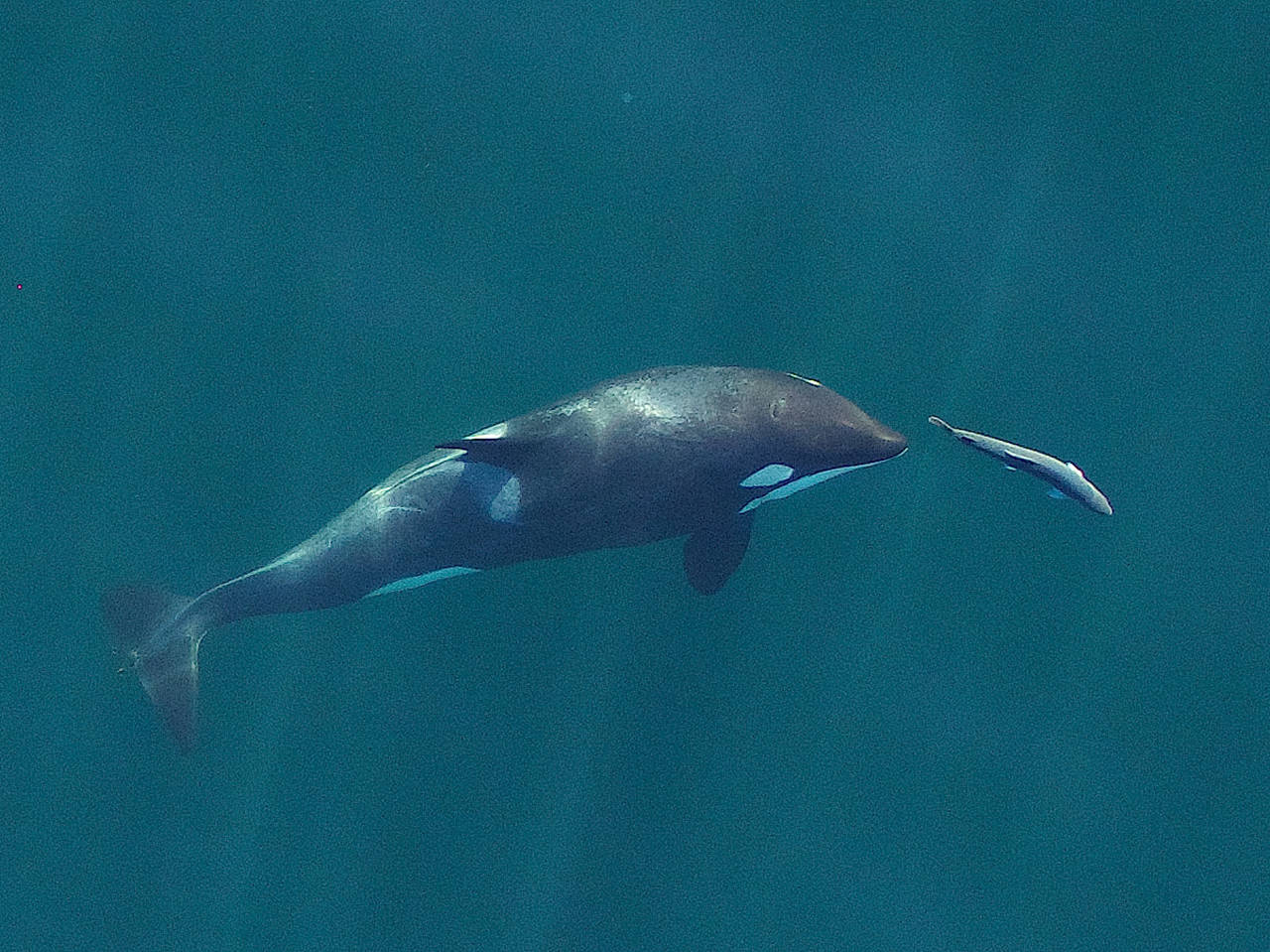 A young resident killer whale chases a chinook salmon in the Salish Sea near San Juan Island, in September 2017. Image obtained under NMFS permit #19091. Photograph by John Durban (NOAA Fisheries/Southwest Fisheries Science Center), Holly Fearnbach (SR3: SeaLife Response, Rehabilitation and Research) and Lance Barrett-Lennard (Vancouver Aquarium’s Coastal Ocean Research Institute).
