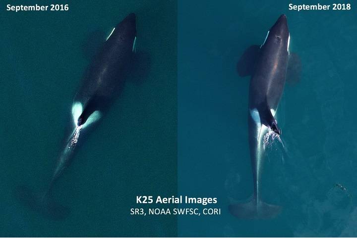 Contributed photos/Image in 2016 by NOAA/SWFSC and Vancouver Aquariums Coastal Ocean Research Institute and in 2018 by NOAA/SWFSC and SR3, obtained using an unmanned drone piloted noninvasively 100ft above the whales under NMFS research permit 19091.                                Aerial images of K25, taken in September 2016 (left) and September 2018 (right). The recent image shows him in poorer condition with a noticeably thinner body profile.