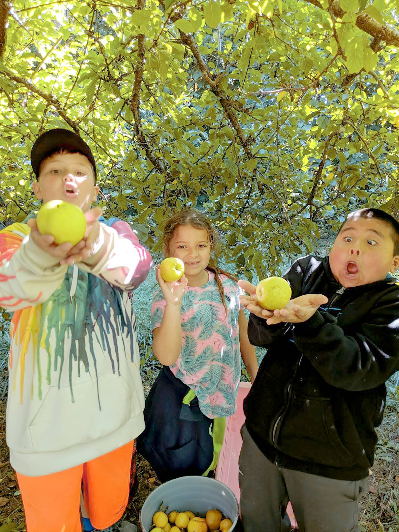 An apple a day: OCS students harvest apples