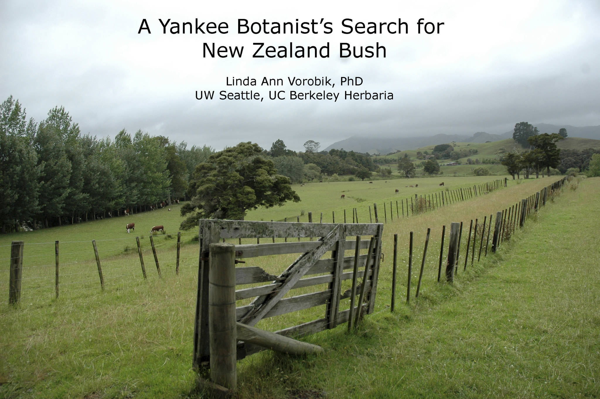 ‘A Yankee Botanist’s Search for Native New Zealand Bush’