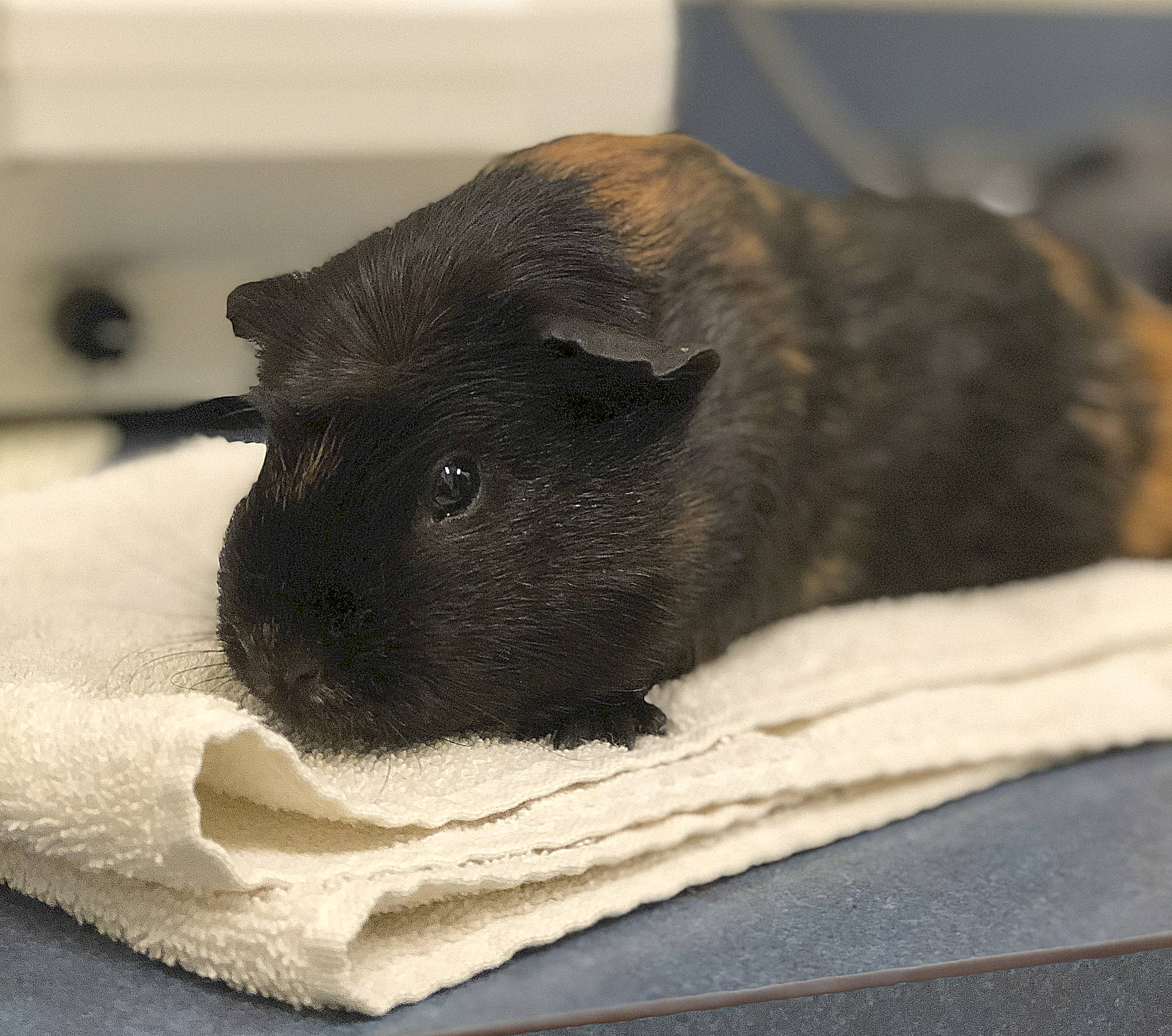 Guinea pigs abandoned on animal shelter steps Islands' Sounder