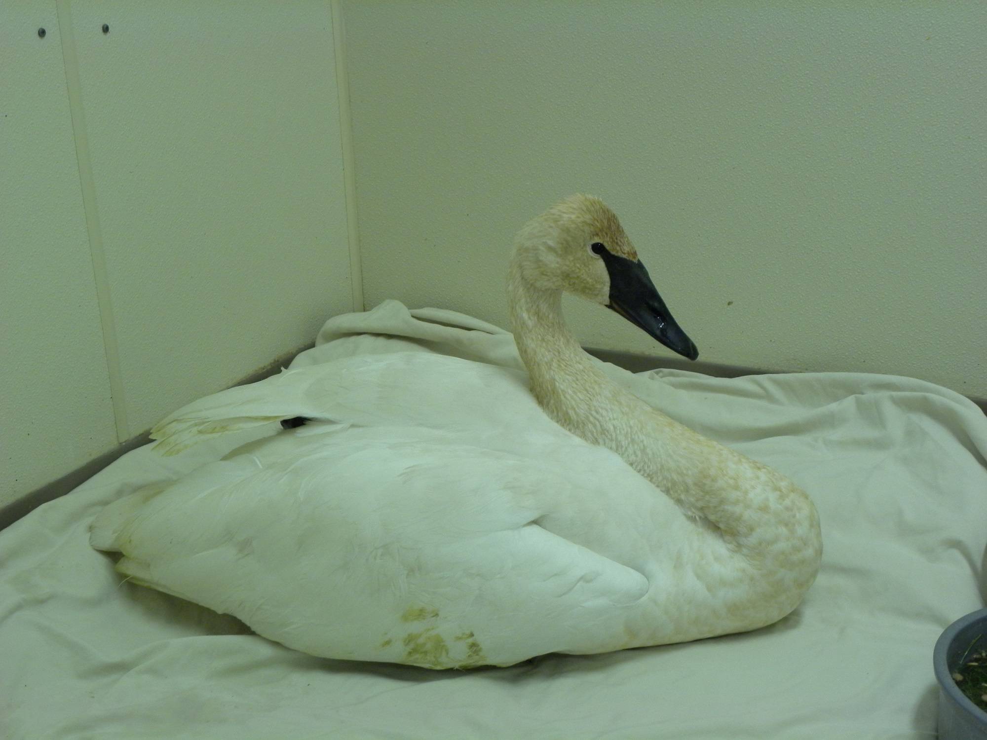 Contributed photo/Wolf Hollow                                The sick trumpeter swan at Wolf Hollow Rehabilitation.