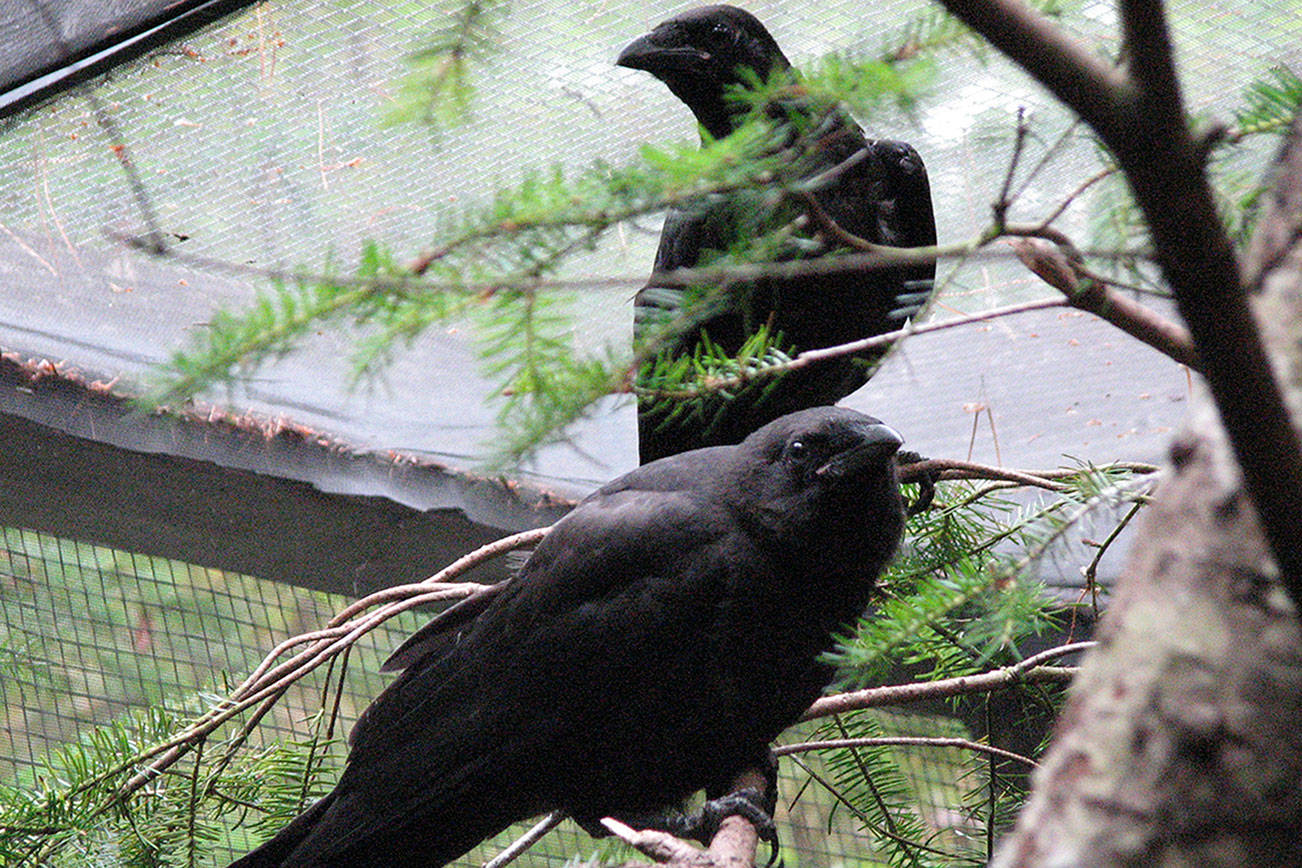 Crows are smart, in life and love