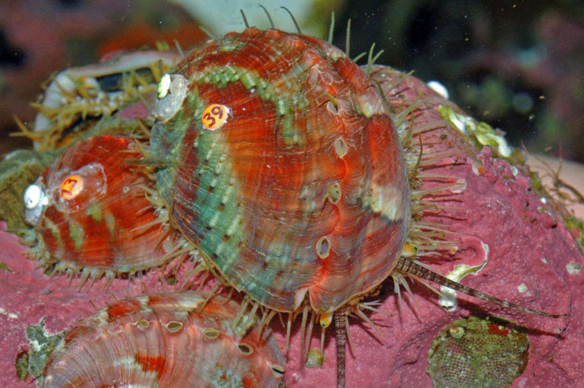 Fish and Wildlife Commission lists pinto abalone as endangered