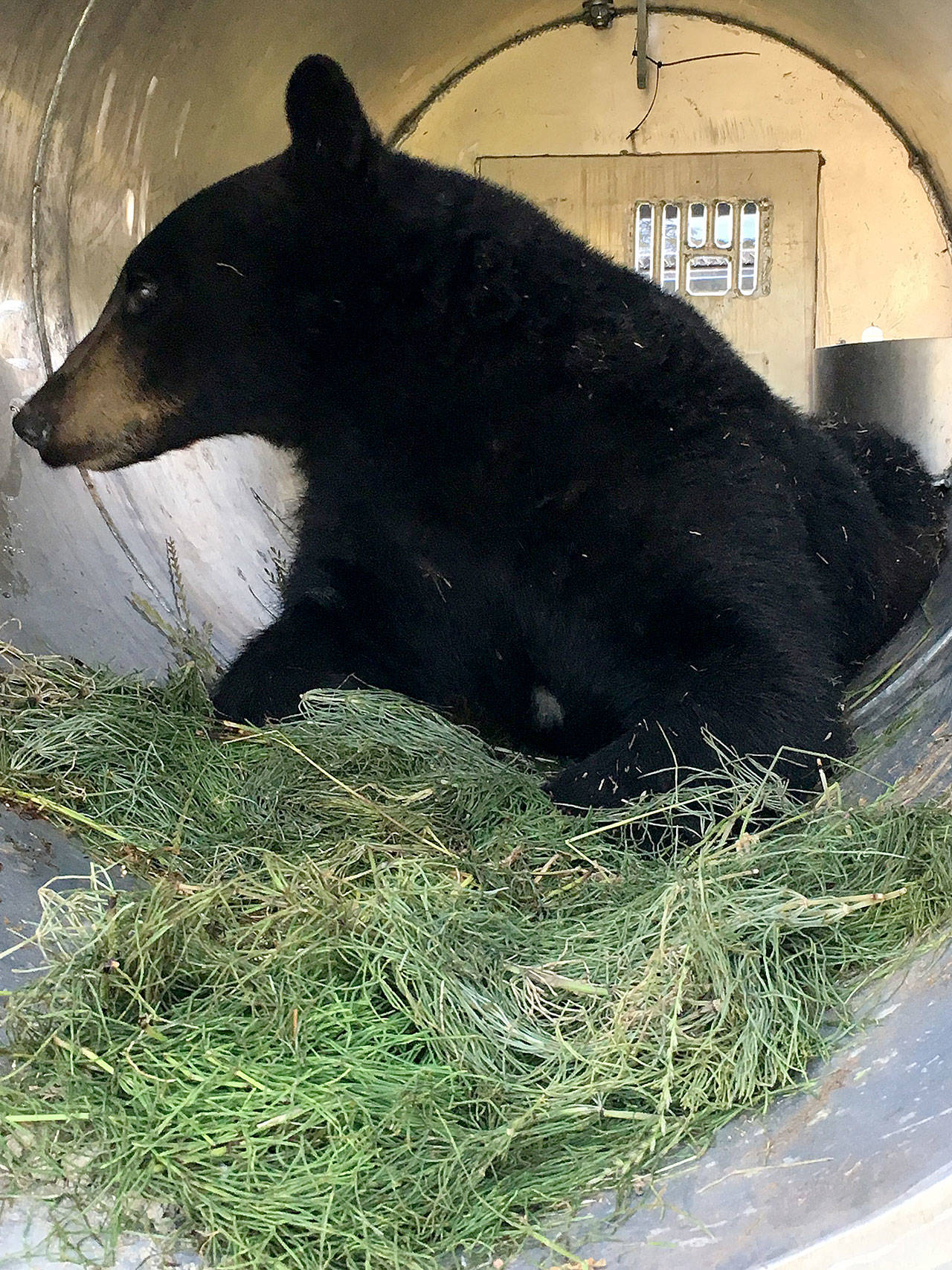 Fish and Wildlife/Contributed photo                                A bear that visited several islands was captured and returned to the wilderness.