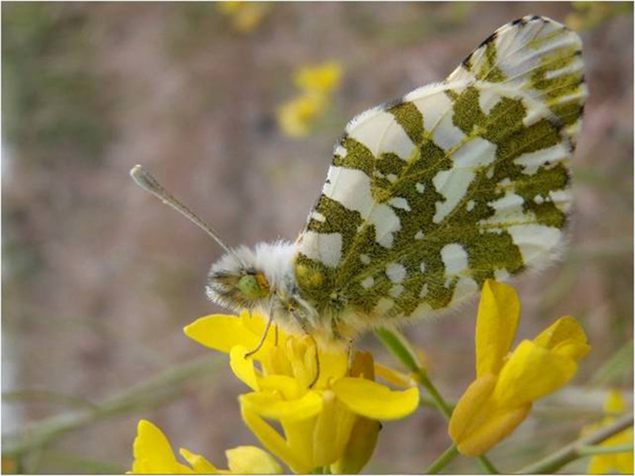 Island Marble butterfly (Thor Hanson/contributed photo)