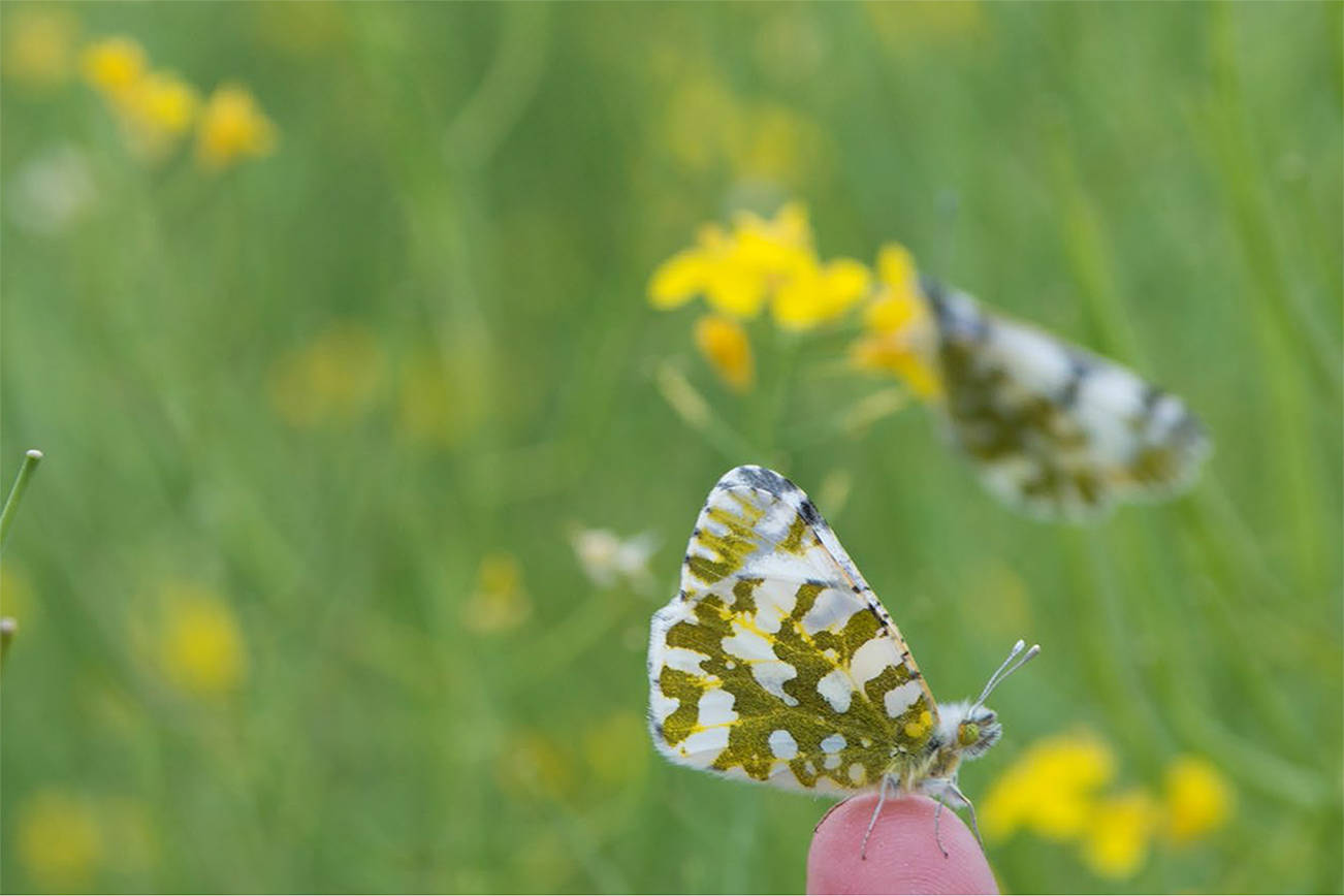 State and federal agencies work to save endangered butterfly