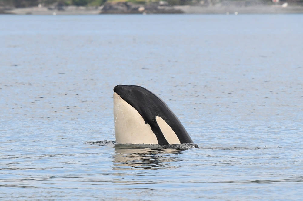 Three Southern resident orcas missing, presumed dead