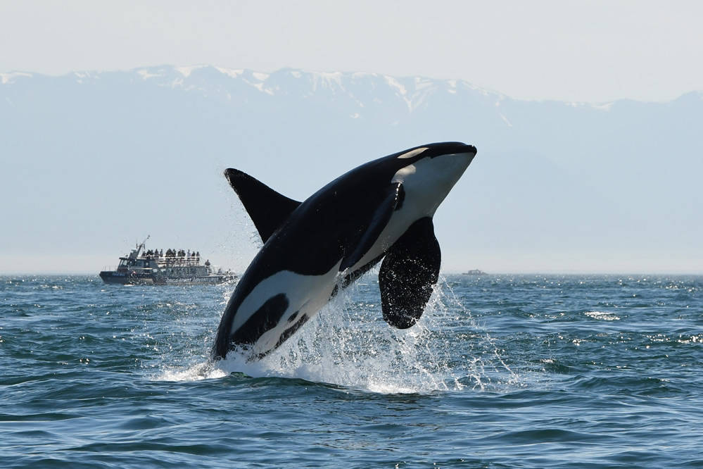 Three Southern resident orcas missing, presumed dead
