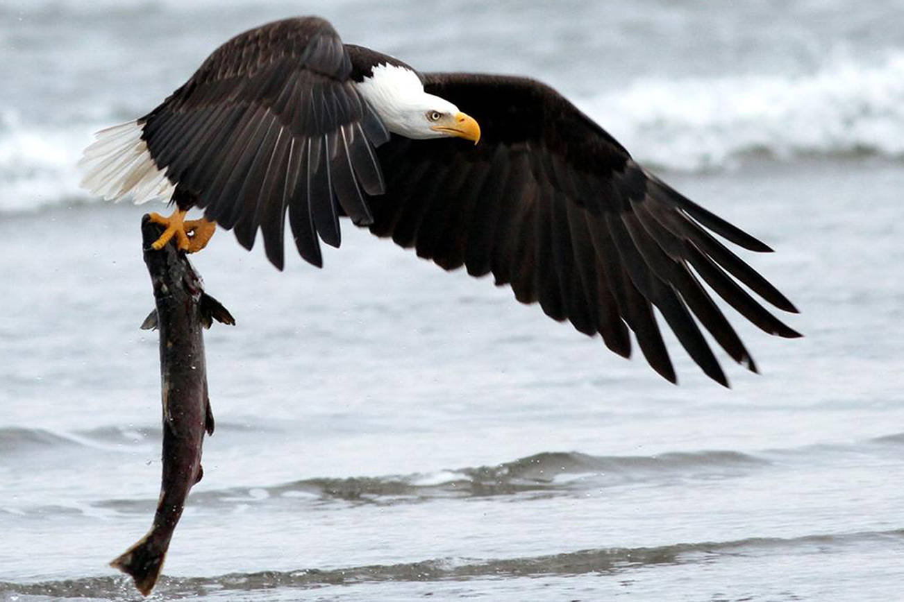 A bald eagle catches a salmon near Del Rey Beach near Seaside, Oregon. <em>(Photo credit: Neal Main, PacificLight Images) </em>