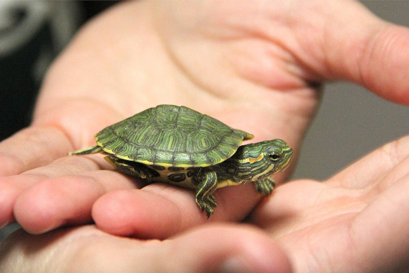 Turtle turmoils at county fair