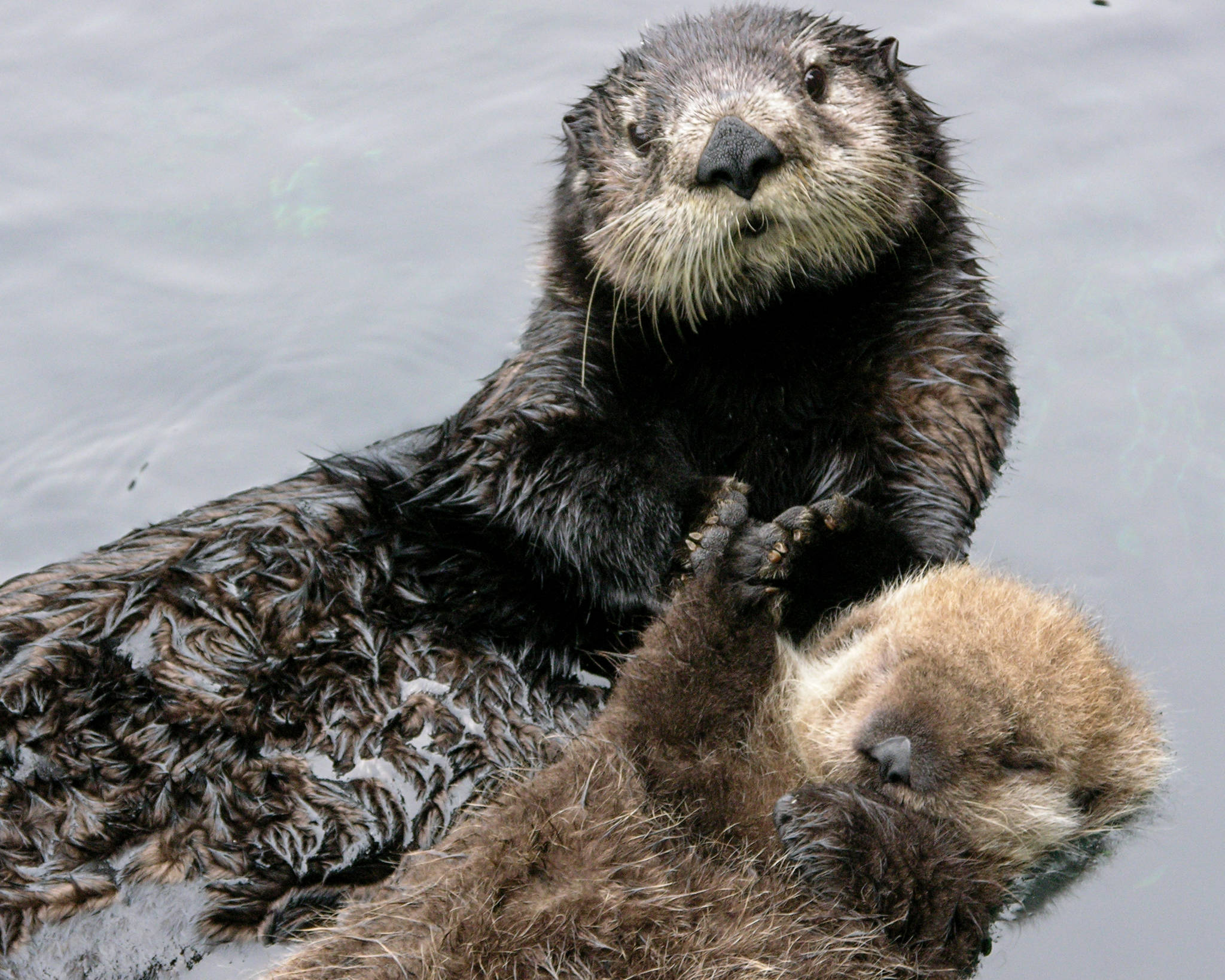 Can sea otters save the world? Islands' Sounder