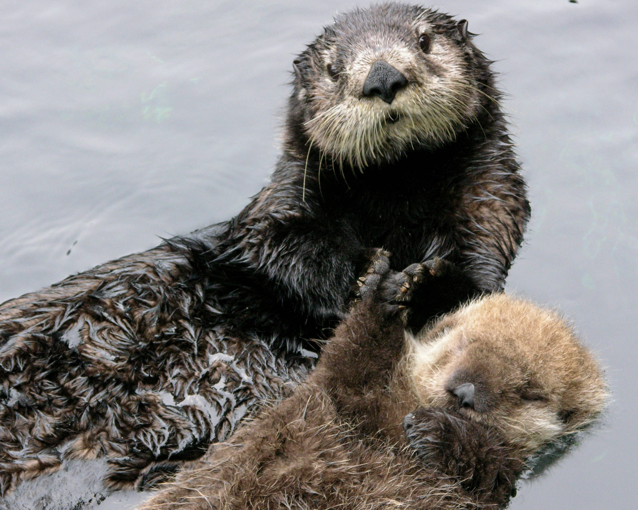 Sea otter mom holds hands with her young pup. Photo contributed by The Whale Museum and Seattle Aquarium