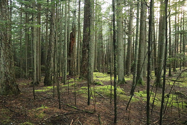 Forest management solutions in the San Juans