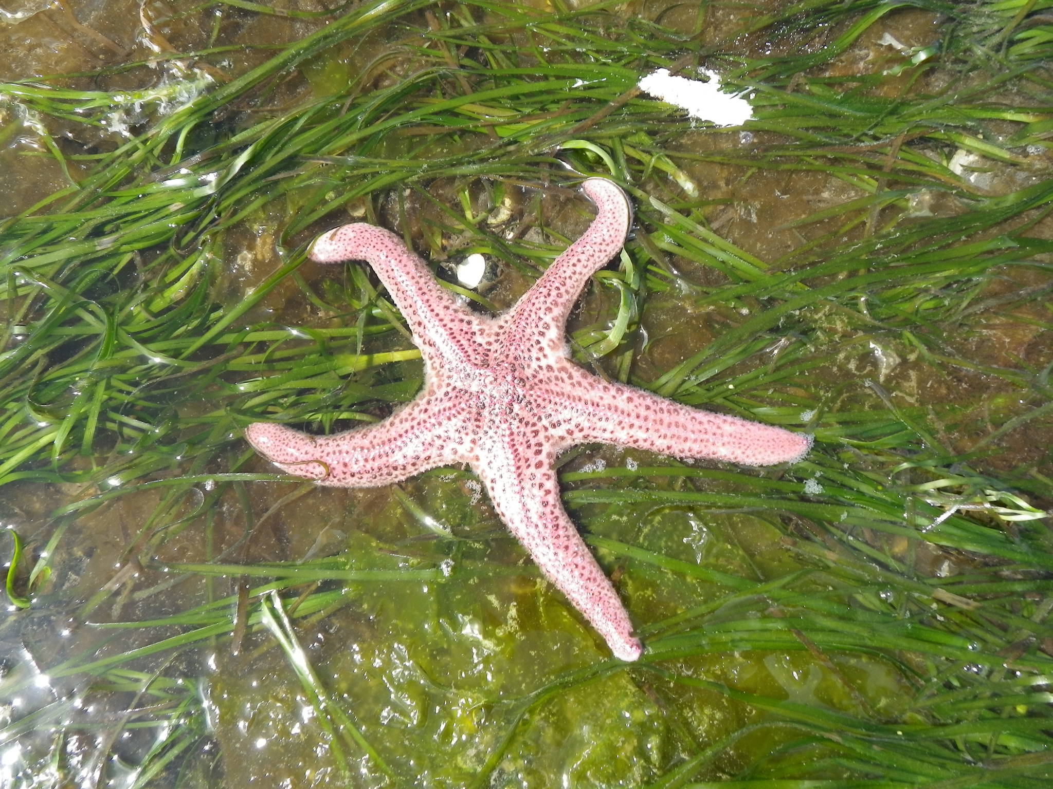 Short-spined sea star named Bertha. Russel Barsh/Contributed photo.