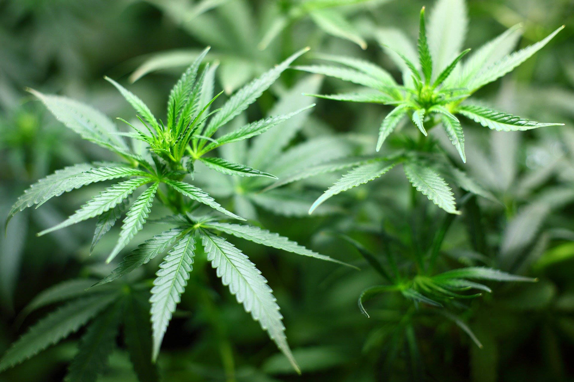 County considers marijuana grow options