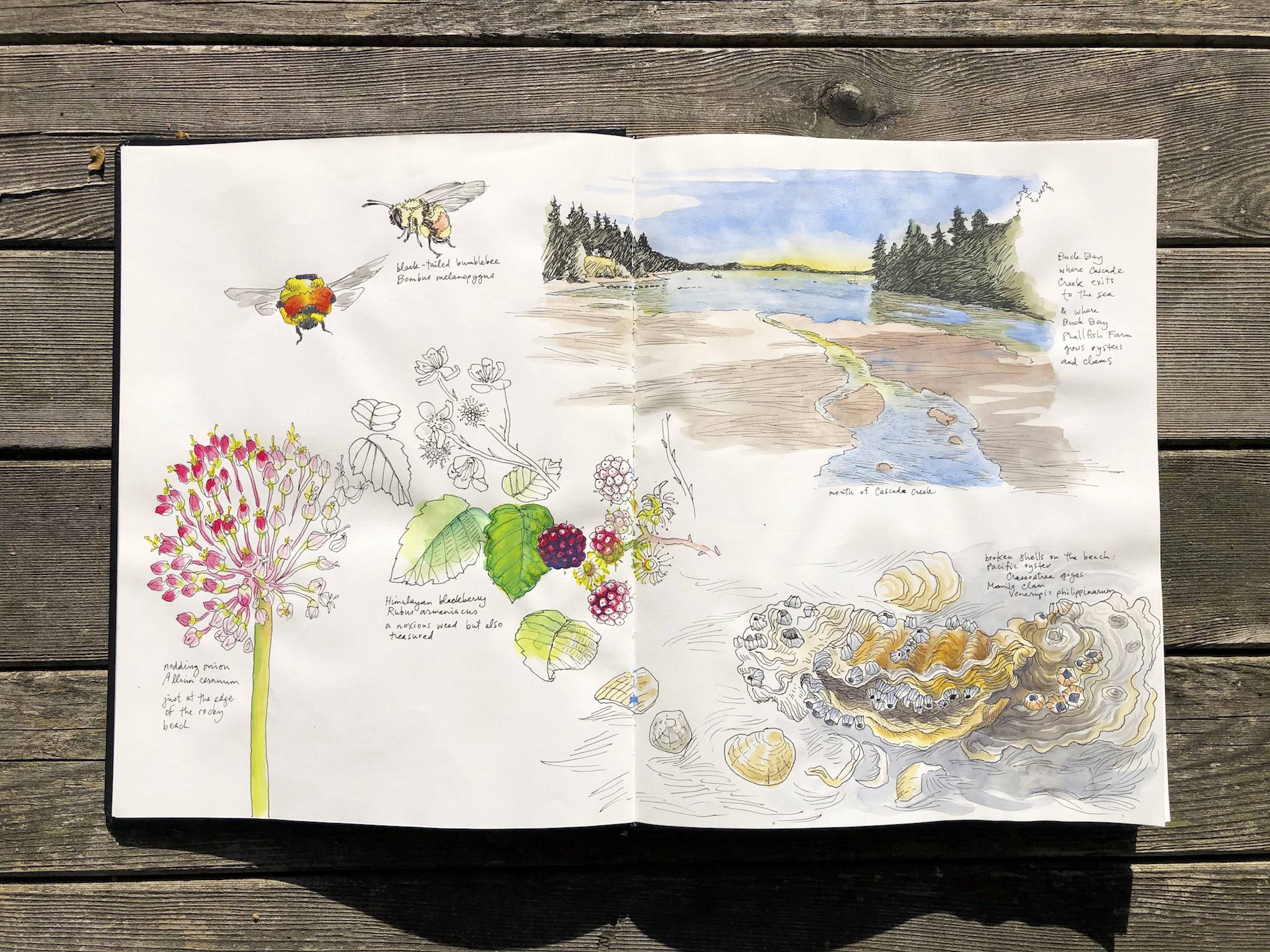 Contributed photo of sketches by Robin Lee Carlson | Artist and biologist Robin Lee Carlson hiked Cascade Creek from Mountain Lake to the San Juan County Land Bank’s Coho Preserve to sketch these images.