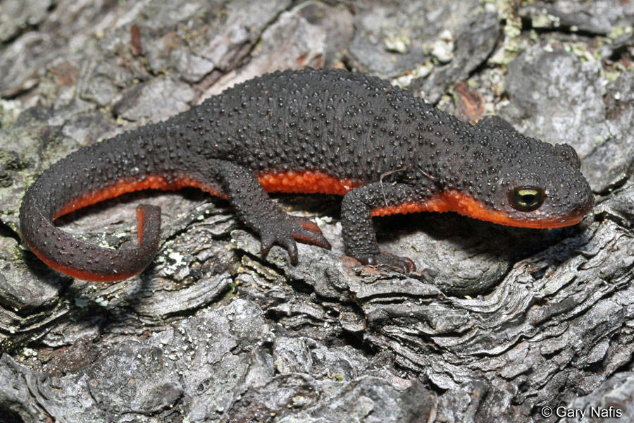 Rough-Skinned newt. (Contributed photo.)