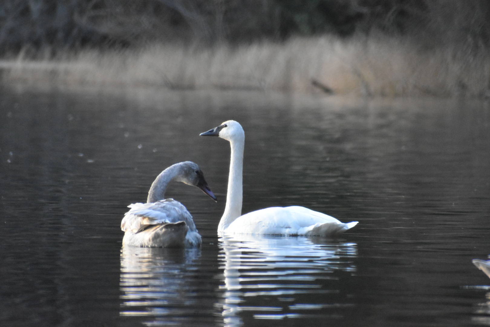 Trumpeter swans. ( Nikko W. Naugle/contributed photo.)