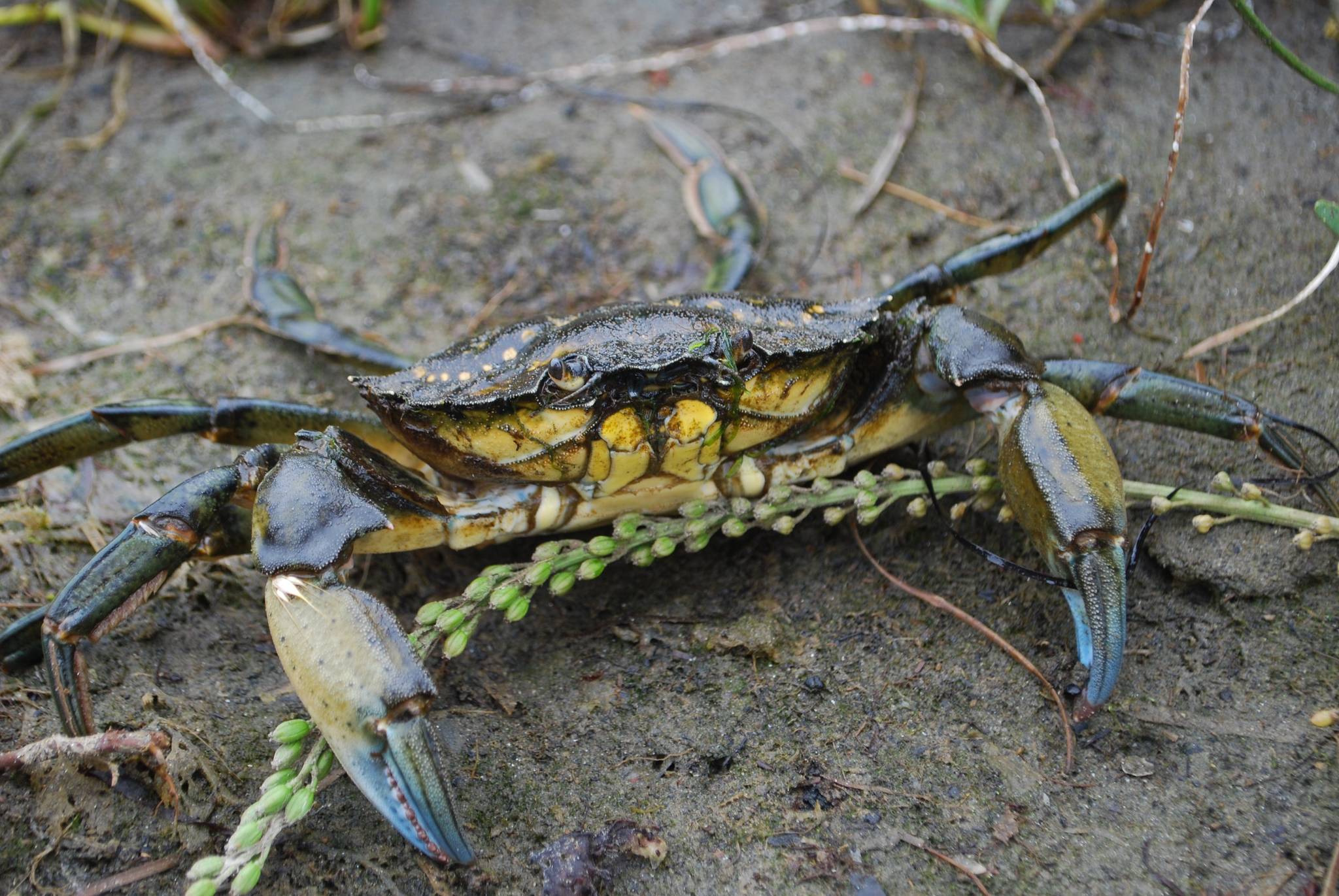 Kelly Martin/Contributed photo                                A green crab.
