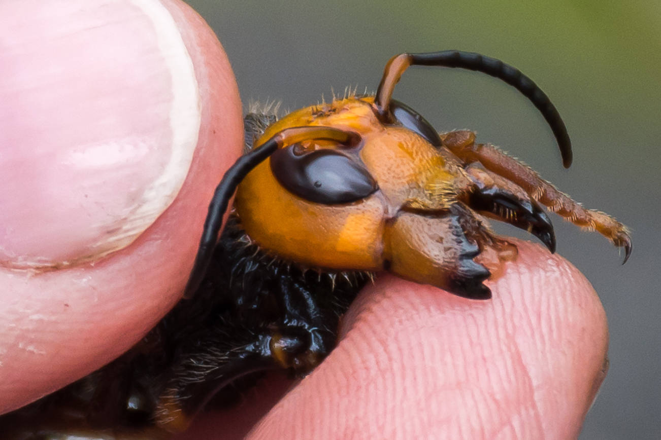 Asian Giant Hornet (Washington State Department of Agriculture photo)