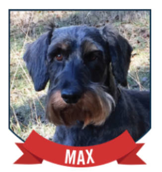 Goodbye Max, “the most social dog”