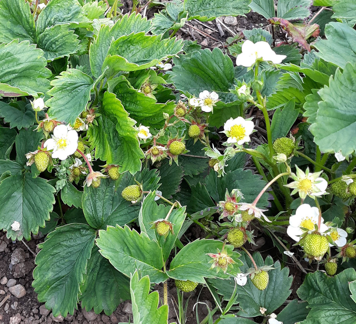 Contributed photo                                Doe Bay Marshall strawberries.