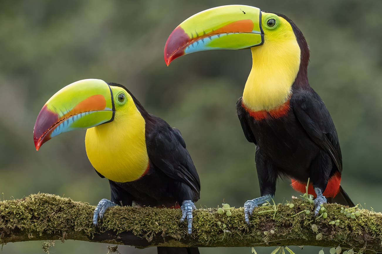 A Photographic Journey: Iconic Birds of the World with Peter Cavanagh