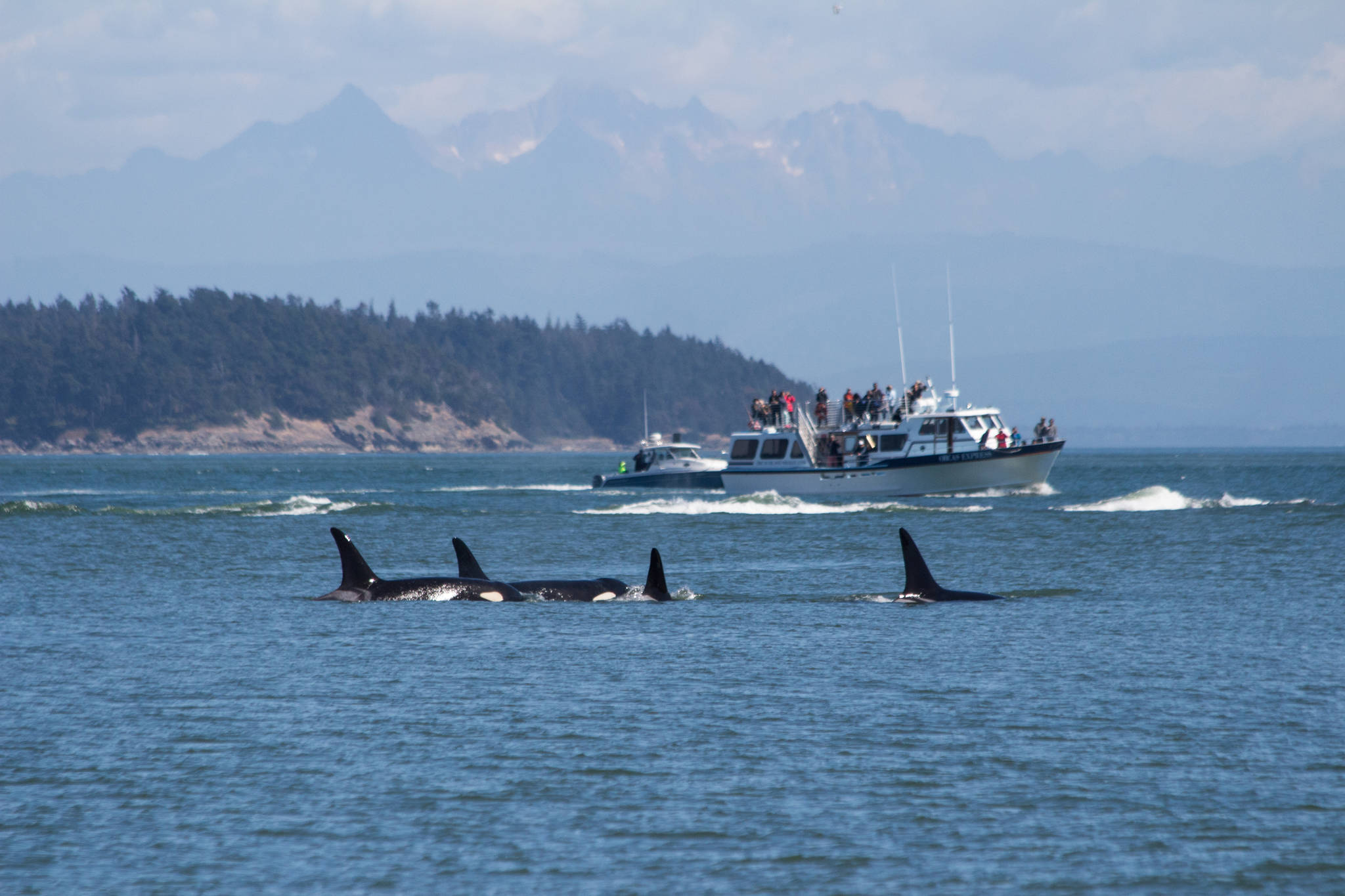 A reminder that the Southern resident orcas are still struggling