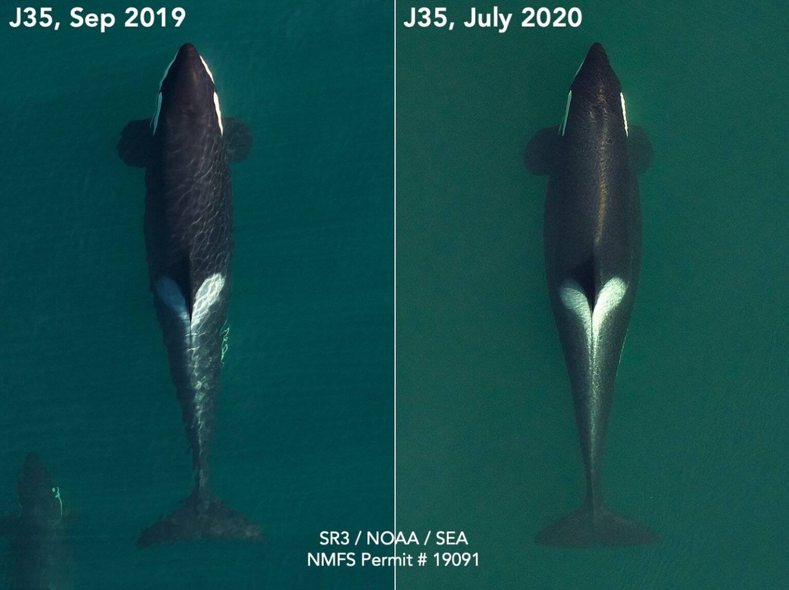 Tahlequah, J35, is seen in two aerial photos from SR³. The wideness of her mid-section is evidence of her pregnancy, according to researchers. (SR³ SeaLife Response, Rehab and Research and NOAA Southwest Fisheries Science Center in 2019 and SR³ and Southall Environmental Associates in 2020; NMFS research permit 19091)