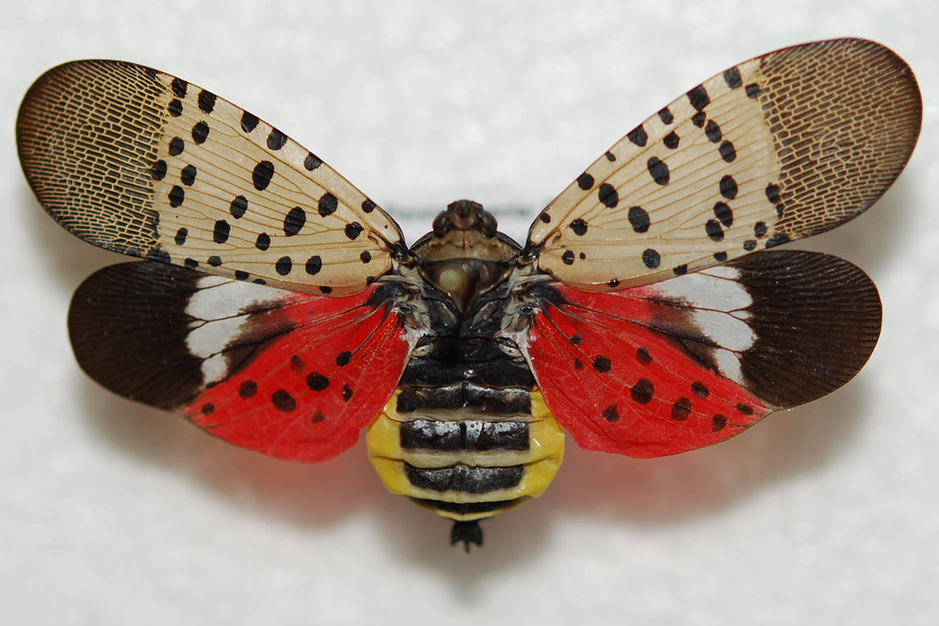 Pennsylvania Department of Agriculture                                Spotted lanternfly.