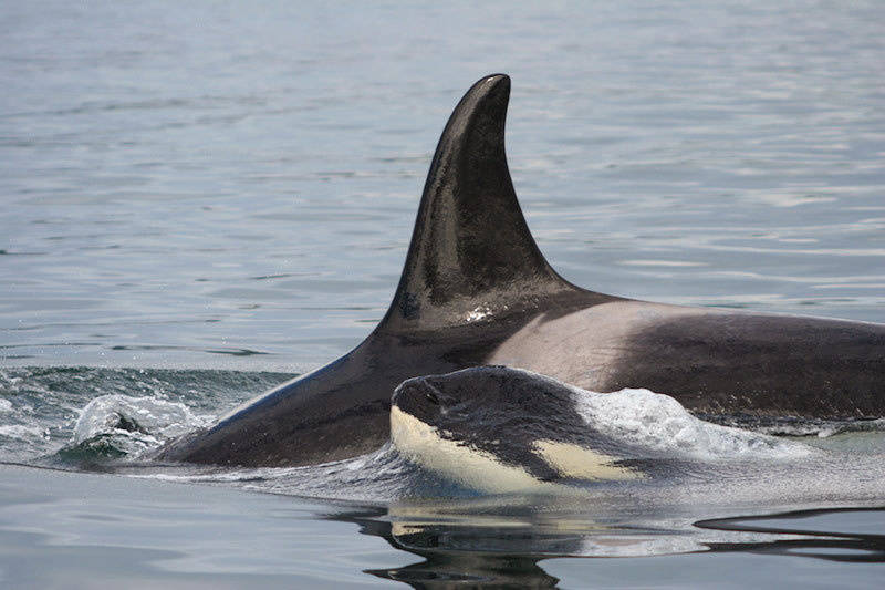 NOAA Fisheries                                Southern resident orca with calf.