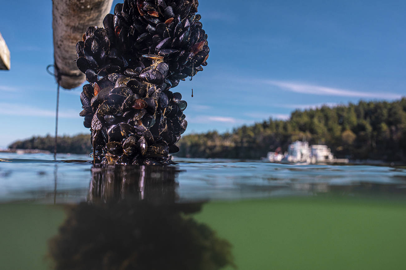Mussels are farmed on ropes suspended in the water. Mussels anchor themselves to the rope and other substrates by producing a network of fibers known as byssal threads. Photo taken at Penn Cove Shellfish LLC in Coupeville, Washington. (M. Stone, UW Media/contributed photo)