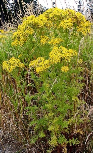 2020 noxious weed disposal fund ends early