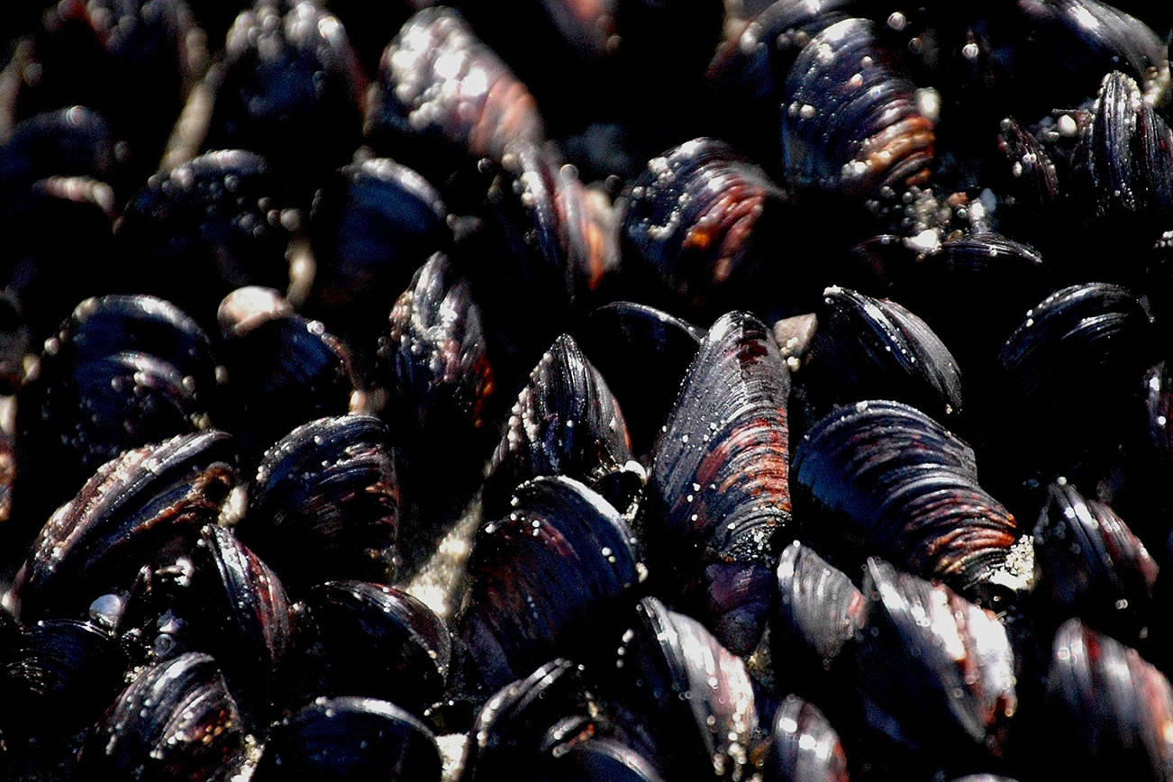 State to provide $300,000 in emergency grants to Washington shellfish growers