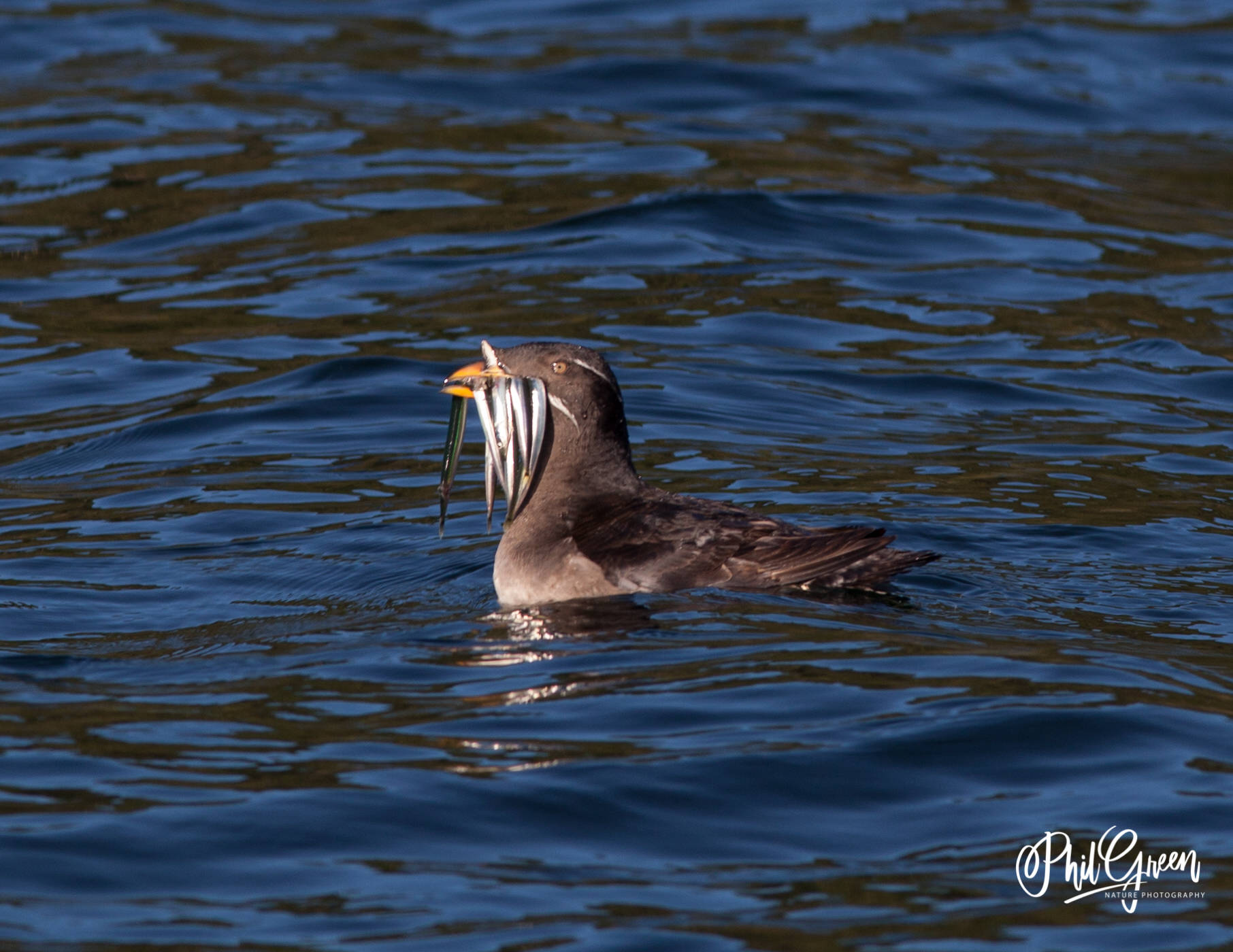 (Phil Green Photography/contributed photo)