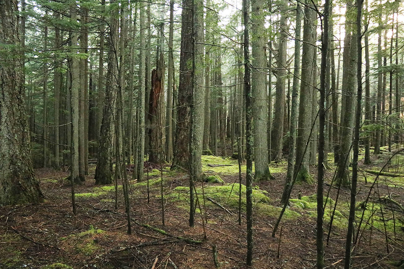 The forest of Mount Constitution. (Mandi Johnson/staff photo)