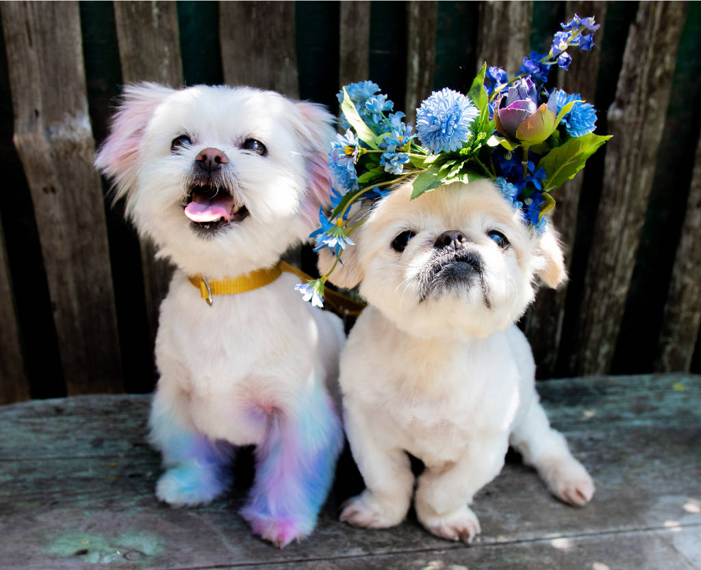 Some of Brittany's dogs.