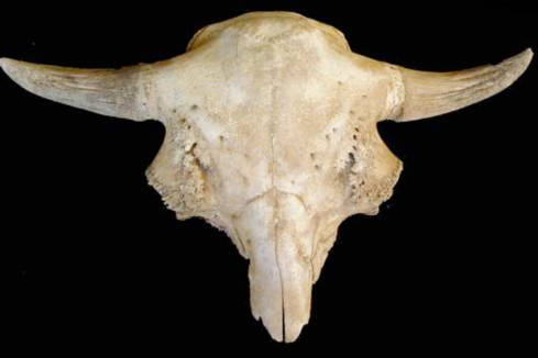 Cranium of 14,000 year old Bison antiquus from Ayer Pond, Orcas Island, Salish Sea. Source: Kenady et al. 2010 (in press)