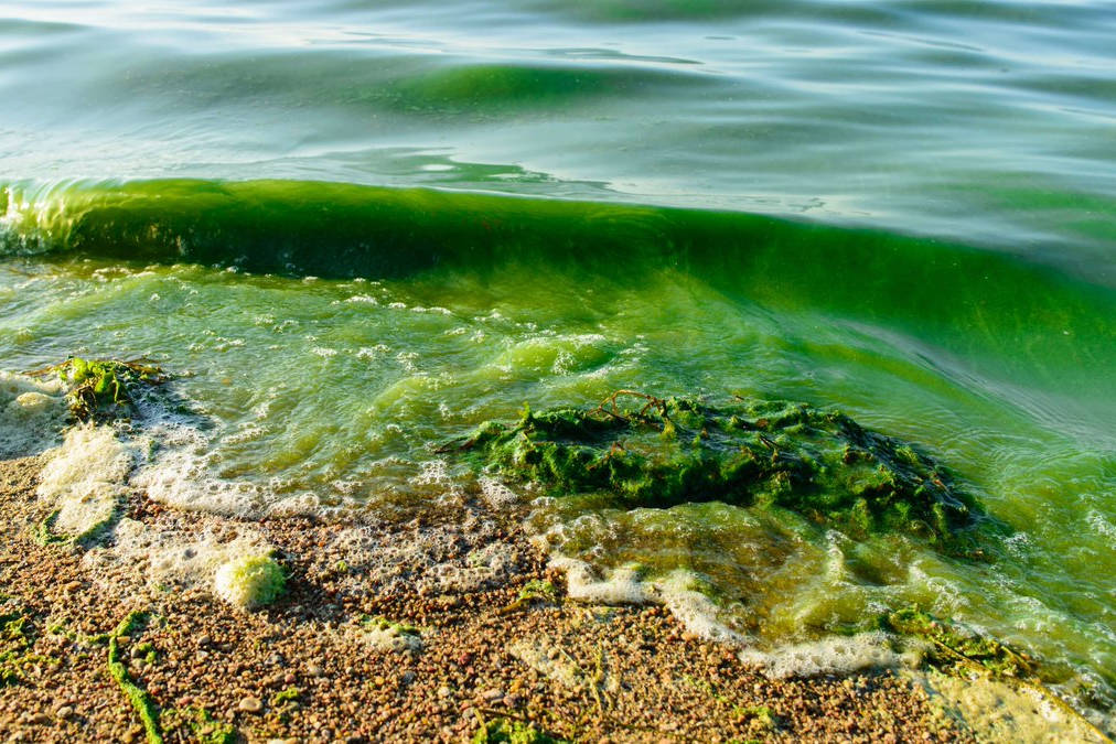 (niehs.nih.gov/Contributed photo)