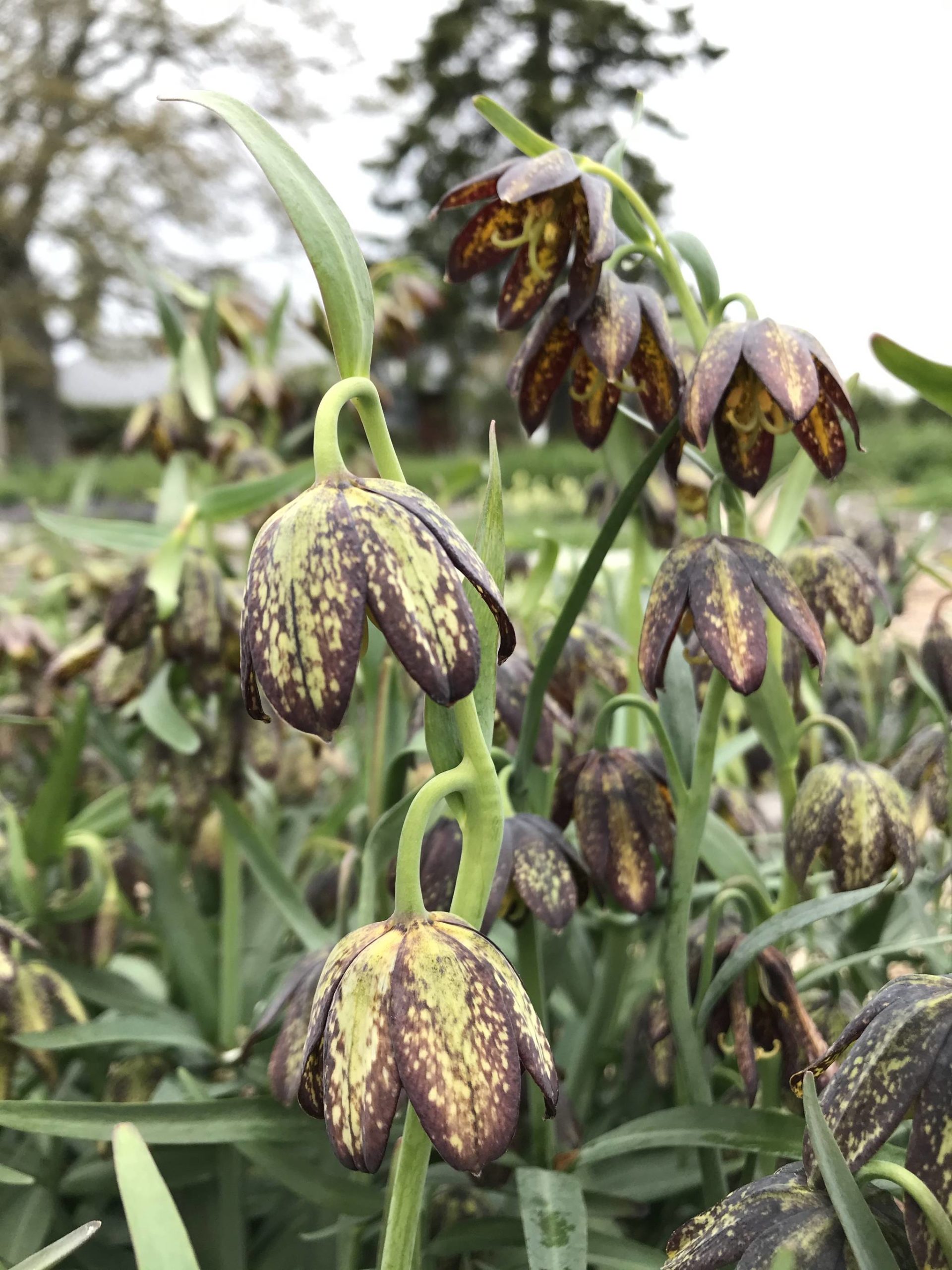 The San Juan County Land Bank/Contributed photo
Fritillaria affinis.