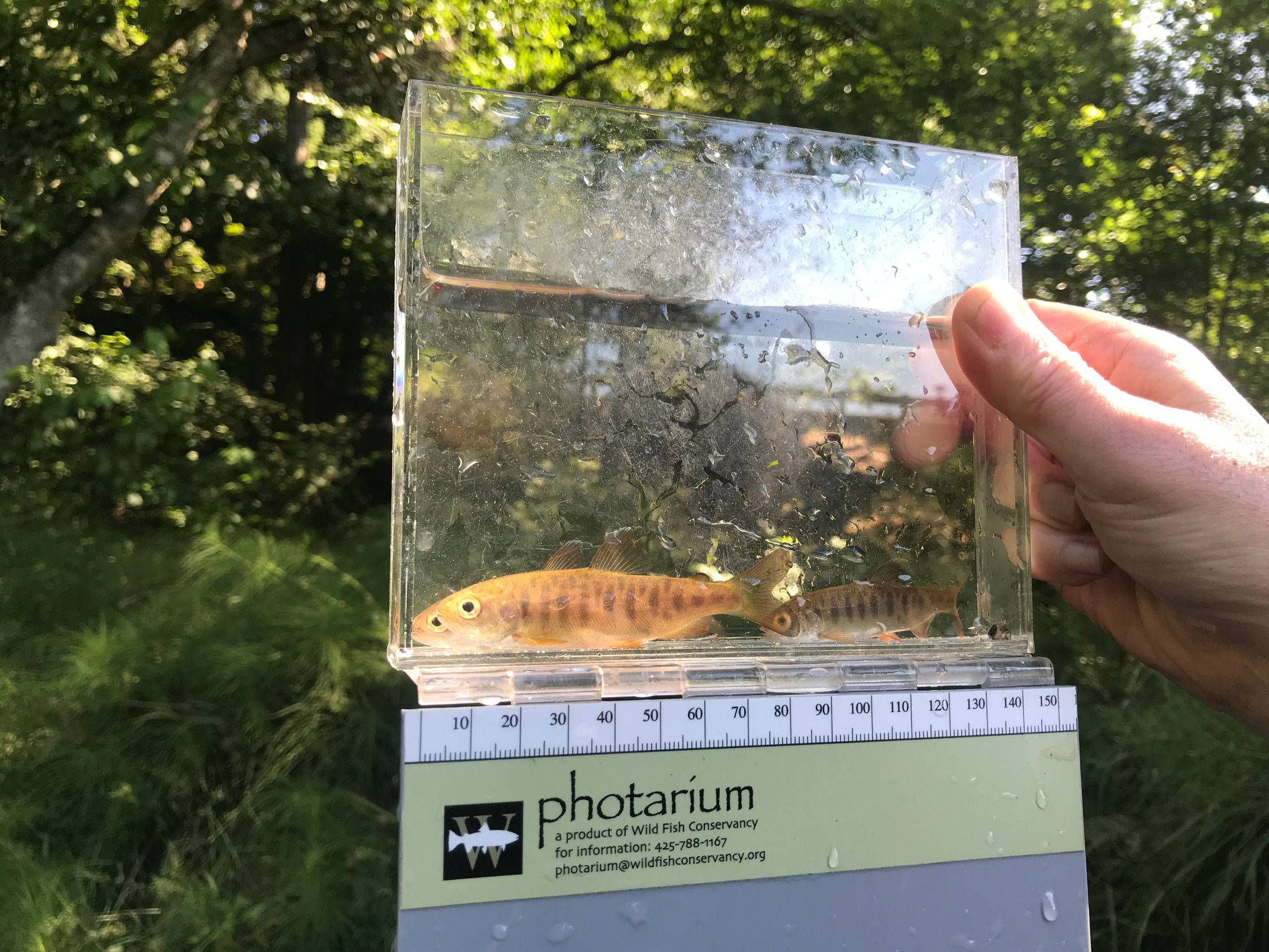 Contributed photo
This discussion will focus on what is known about this wild population and the challenges they face presently.