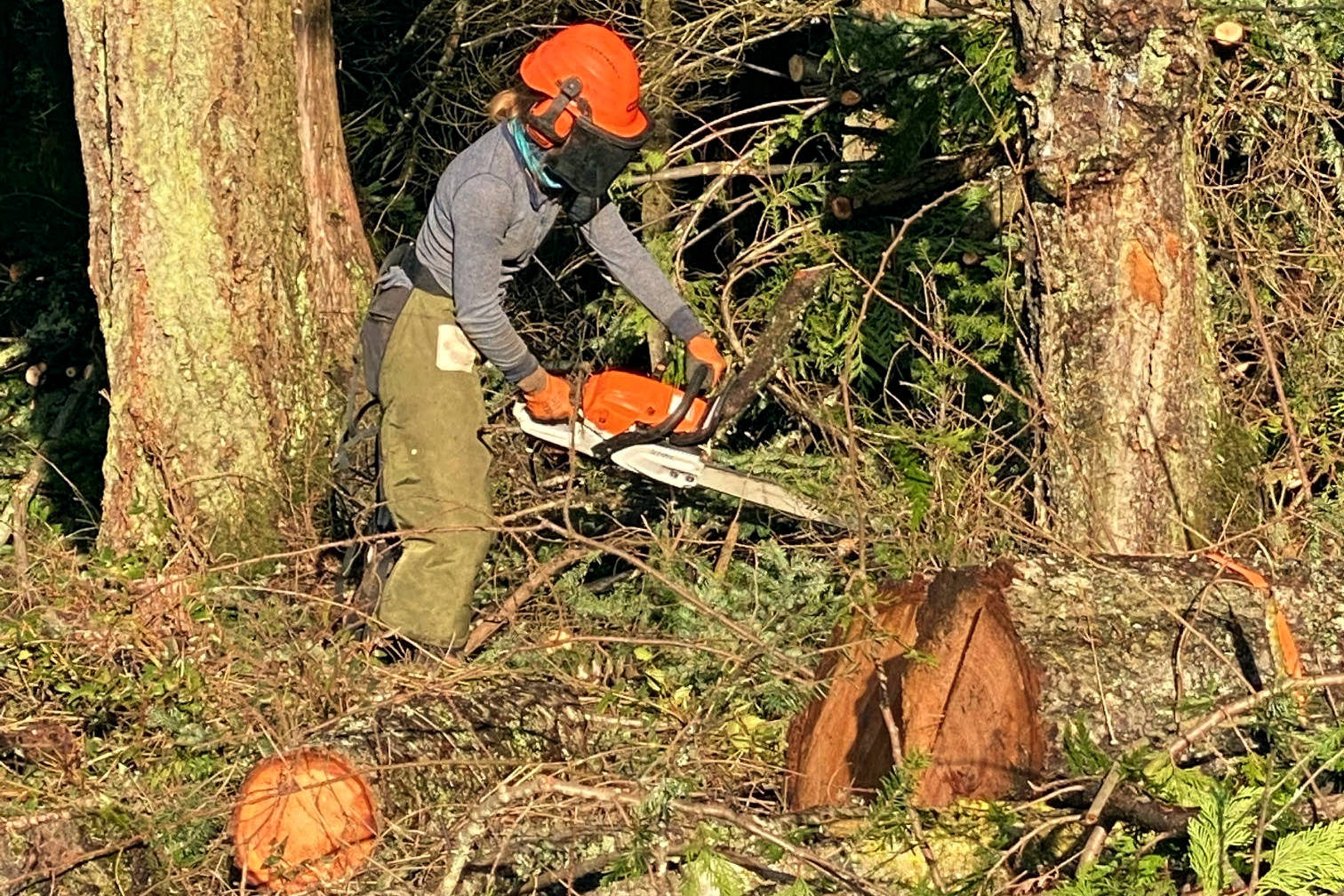 Power line clearing improves safety and forest health CCC