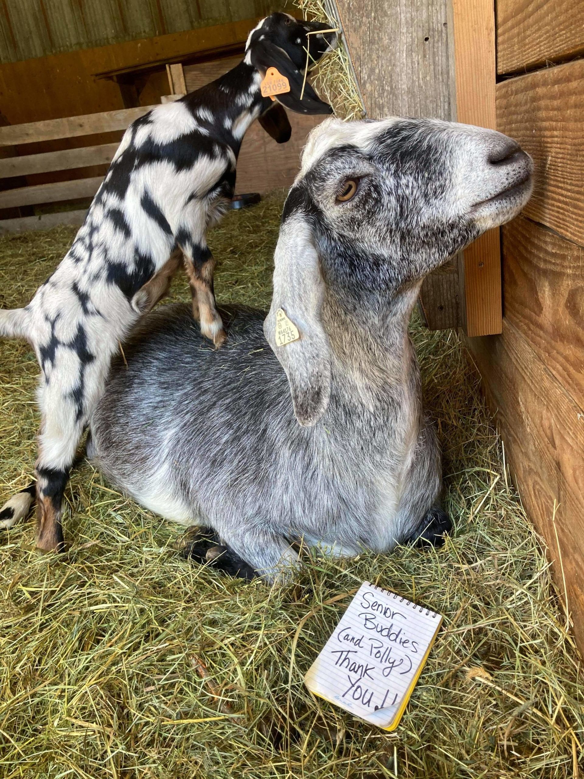 Contributed photo/Thank you Orcas!